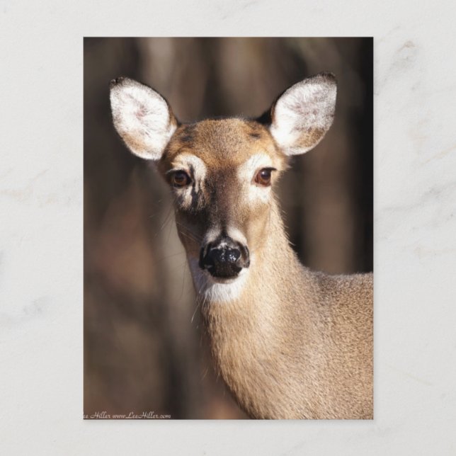 Cartão Postal Wildlife Whitetail Deer Doe Portrait (Frente)