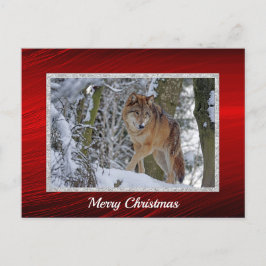 Cartão Postal Wildlife Wolf Snow Foto Natal