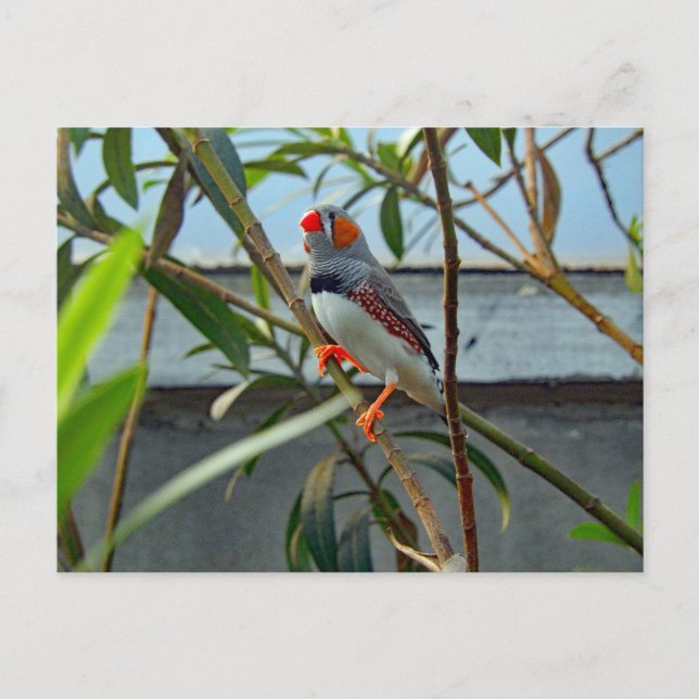 Cartão Postal Wildlife Zebra Finch Foto (Frente)
