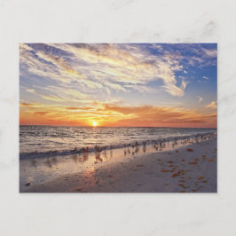 Cartão Postal Willets em a Florida Beach no Sunset
