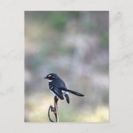 CARTÃO POSTAL WILLIE WAGTAIL RURAL QUEENSLAND AUSTRÁLIA
