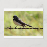 WILLIE WAGTAIL RURAL QUEENSLAND AUSTRÁLIA