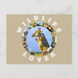 Cartão Postal Willife Lover Giraffe Cuddles