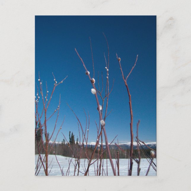 Cartão Postal Willow Catkin Portrait (Frente)