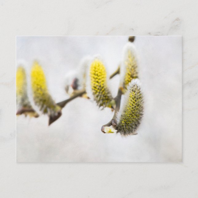Cartão Postal Willow Catkins - Mundo Prateado (Frente)