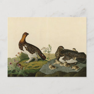 Cartão Postal Willow Grous (Grouse) - Aves da América de Audubon