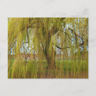 Cartão Postal Willow no Breeze