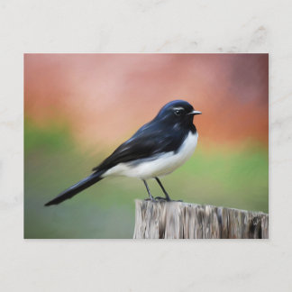 Cartão Postal Willy Wagtail - Arte sobre aves australianas