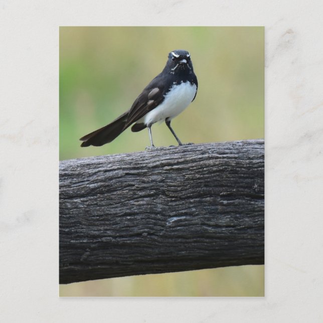 CARTÃO POSTAL WILLY WAGTAIL NO CERCA QUEENSLAND AUSTRÁLIA (Frente)