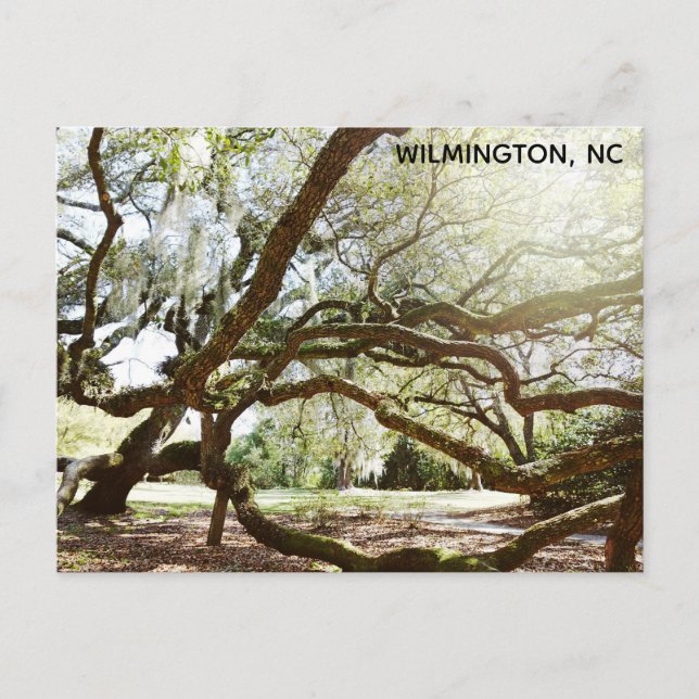 Cartão Postal Wilmington North Carolina Airlie Gardens Live Oak (Frente)