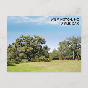 Cartão Postal Wilmington North Carolina Airlie Oak Tree