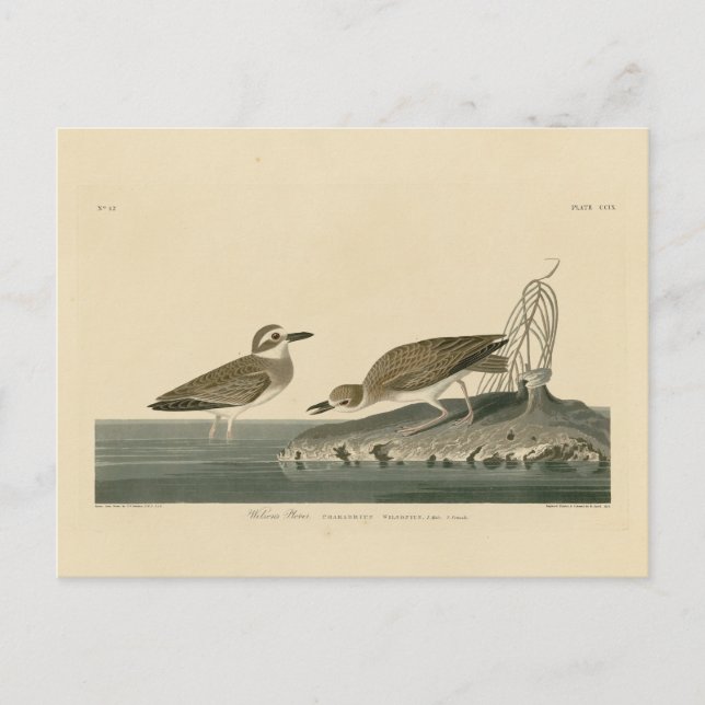 Cartão Postal Wilson's Plover from Audubon's Birds of America (Frente)