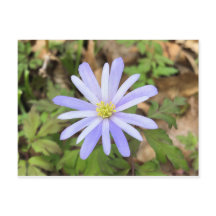 Windflower Azul-Céu