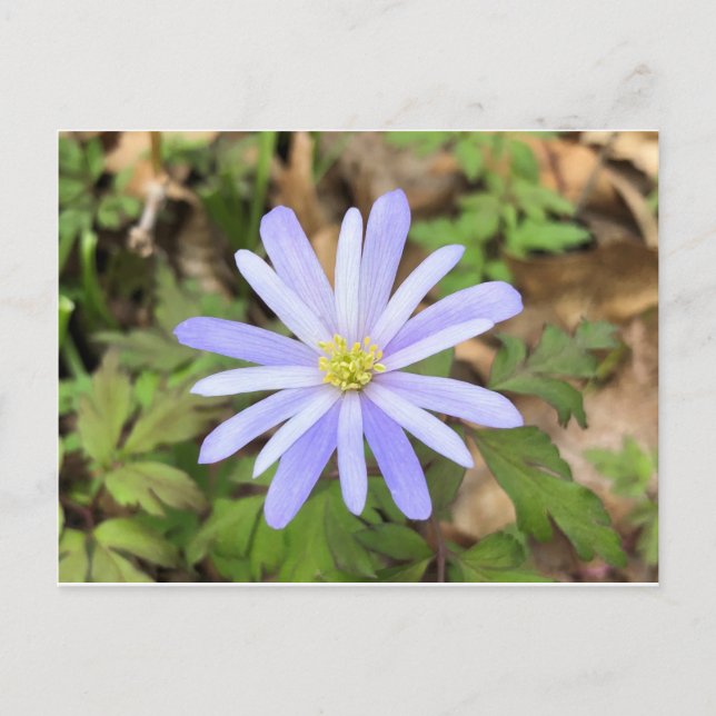 Cartão Postal Windflower Azul-Céu (Frente)