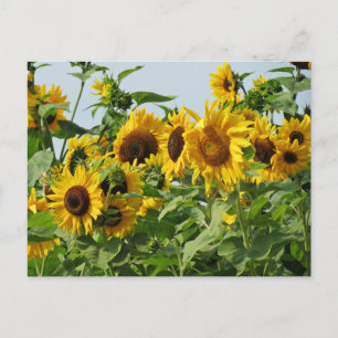 Cartão Postal Windy Sunflower