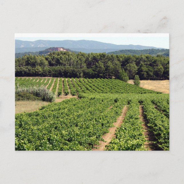 Cartão Postal Wineyard, França (Frente)