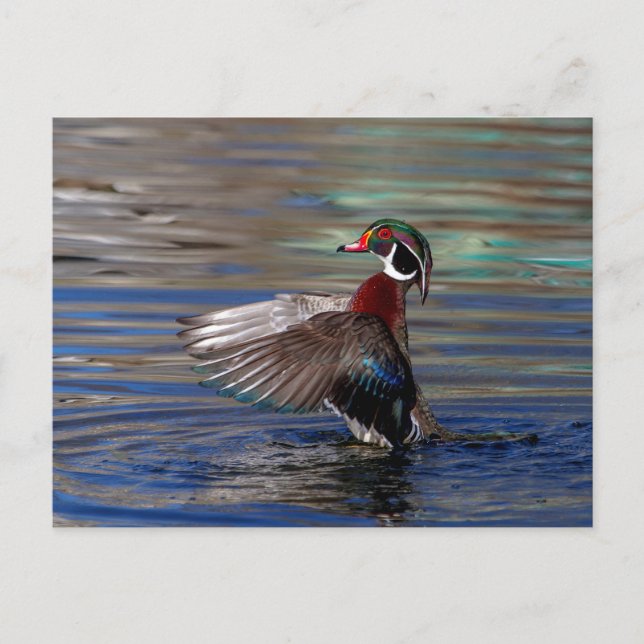 Cartão Postal Wing Flapping Wood Duck (Frente)