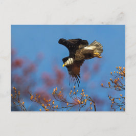 Cartão Postal Wingshadow