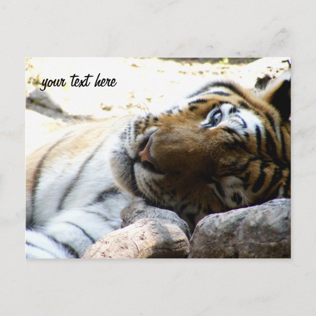 Cartão Postal Winking Tiger (Frente)