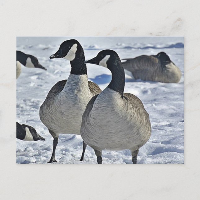 Cartão Postal Winter Canada Goose Nature Photoshop Hunter (Frente)