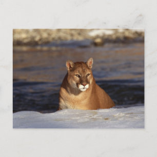 Cartão Postal Winter Cougar