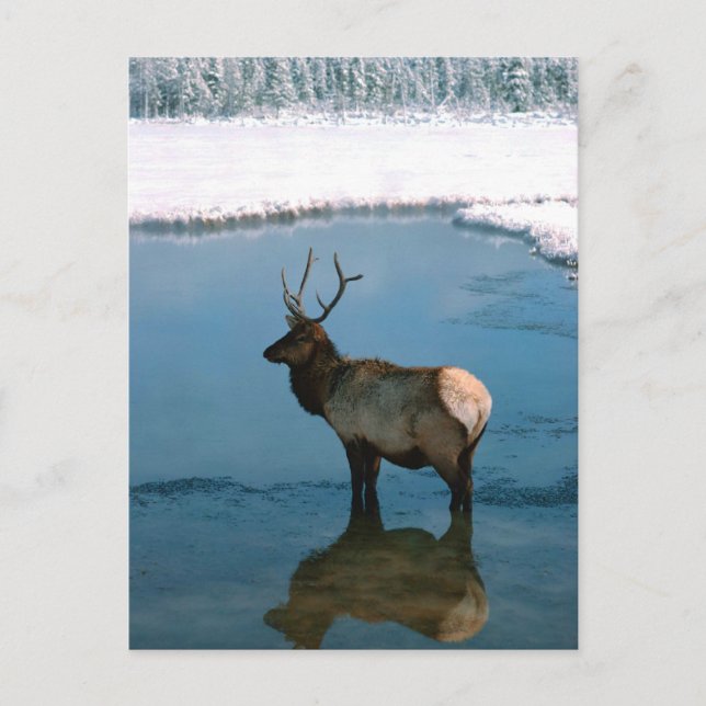 Cartão Postal Winter Deer em Pond (Frente)