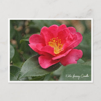 Cartão Postal Winter flowering Camellia
