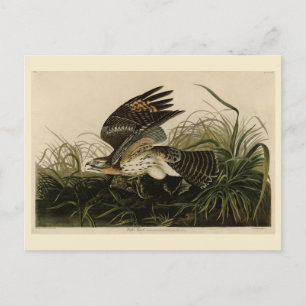 Cartão Postal Winter Hawk, Pássaros da América de John James Aud