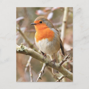 Cartão Postal Winter Robin Redbreast