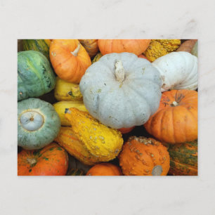 CARTÃO POSTAL WINTER SQUASH
