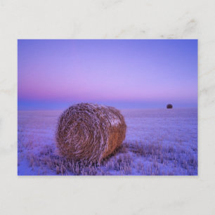 Cartão Postal Winter Straw Bales near Cartwright North