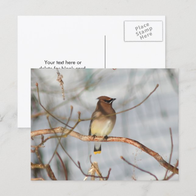 Cartão Postal Winter Waxwing Wildlife Nature Photo Personalized (Frente/Verso)