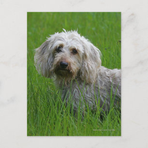 Cartão Postal Wire-haired Standard Dachshund in Grass