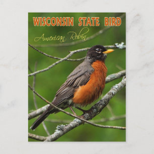 Cartão Postal Wisconsin State Bird - Robin Americano