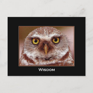 CARTÃO POSTAL WISDOM OWL