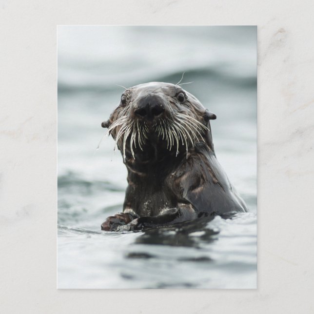 Cartão Postal Wise Otter (Frente)