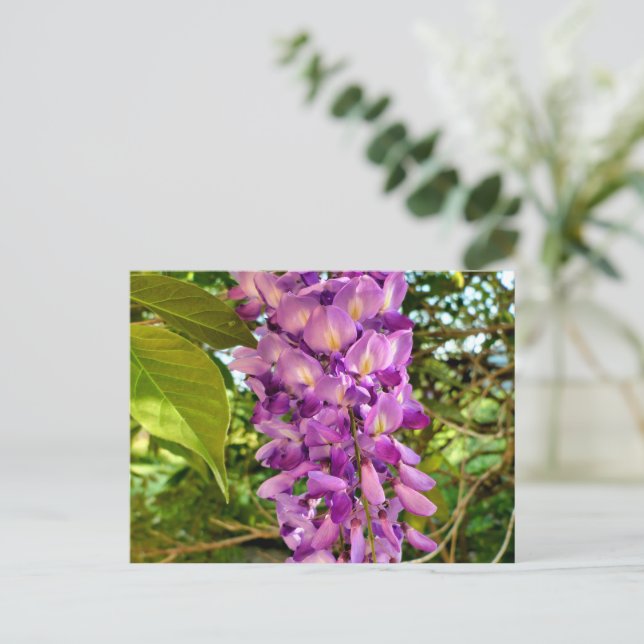 Cartão Postal Wisteria Bloom (Em pé/Frente)