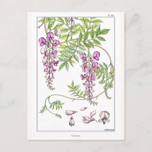 Cartão Postal Wisteria Flowers - Maurice Pillard Verneuil - (Frente)