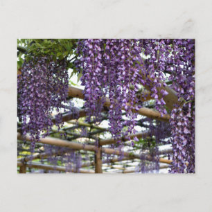 Cartão Postal Wisteria Trellis: Kameido Tenjin, Tóquio