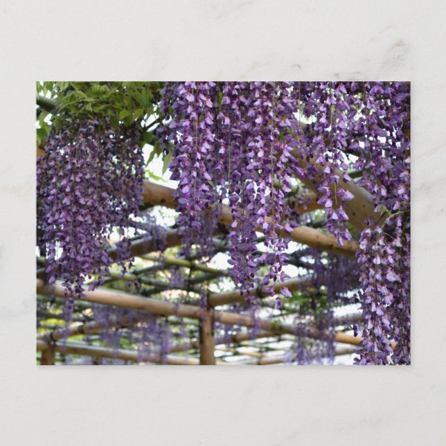Cartão Postal Wisteria Trellis: Kameido Tenjin, Tóquio (Frente)