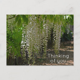 Cartão Postal Wisteria White Garden Flowers pensando em você