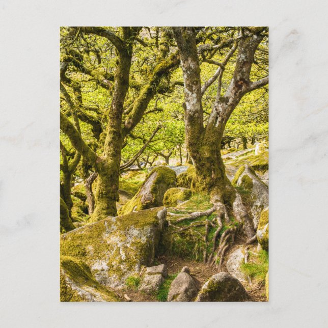 Cartão Postal Wistman's Wood Dartmoor Devon Inglaterra Reino Uni (Frente)