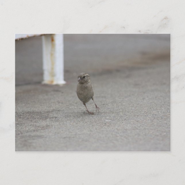 Cartão Postal Woah pardal! (Frente)