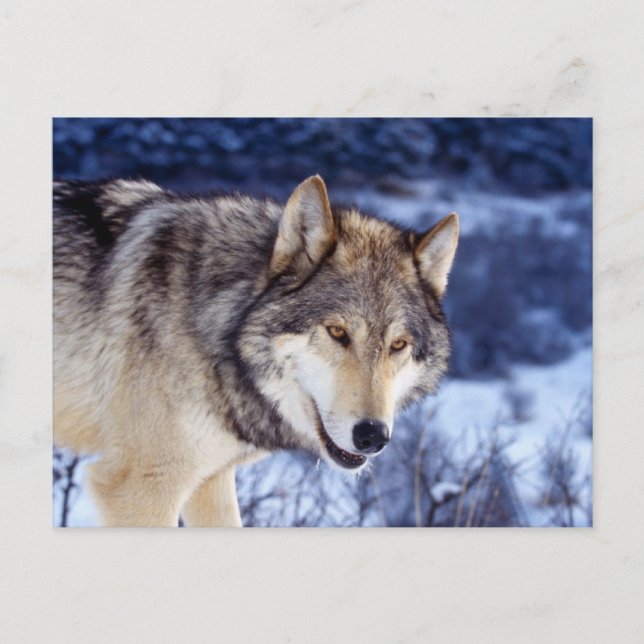 Cartão Postal Wolf 2 de inverno (Frente)