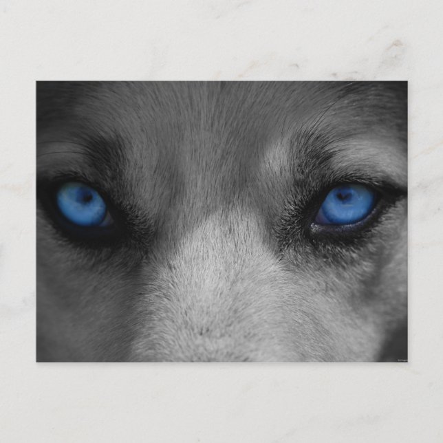 Cartão Postal Wolf Blue Eyes Gothic Fantasy (Frente)