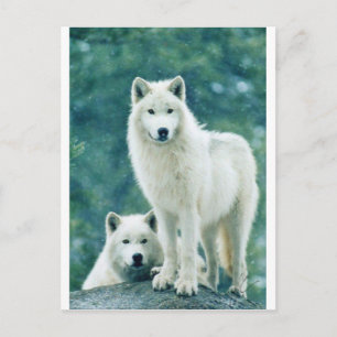 CARTÃO POSTAL WOLF BRANCO