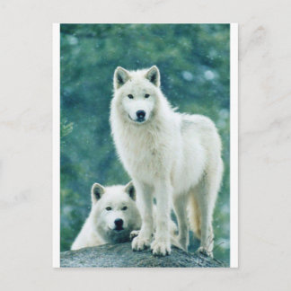 CARTÃO POSTAL WOLF BRANCO