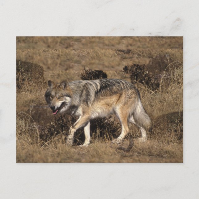 Cartão Postal Wolf cinza - Lobo Madeira - Série Lobo Vermelho (Frente)