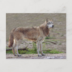 Cartão Postal Wolf Cinza Wolf Postcard