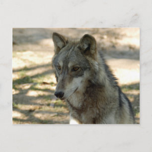Cartão Postal Wolf Cinza Wolf Postcard